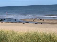 Retreating to the dunes at Horsey to watch the seals from a distance